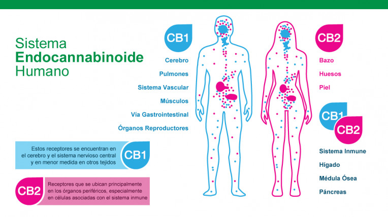 cbd antiinflamatorio